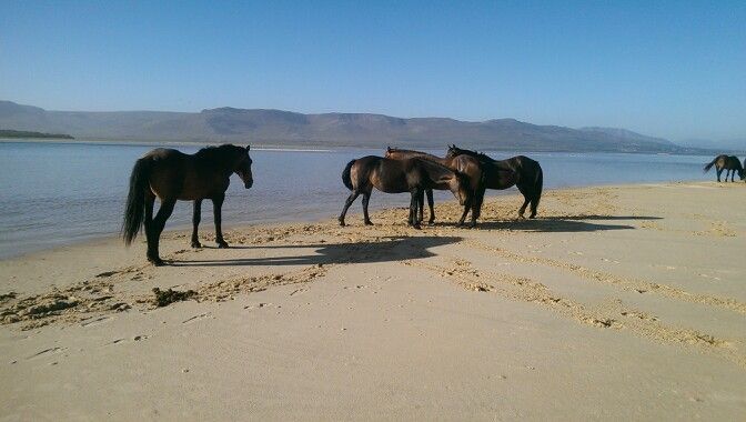 Fisherhaven Horses