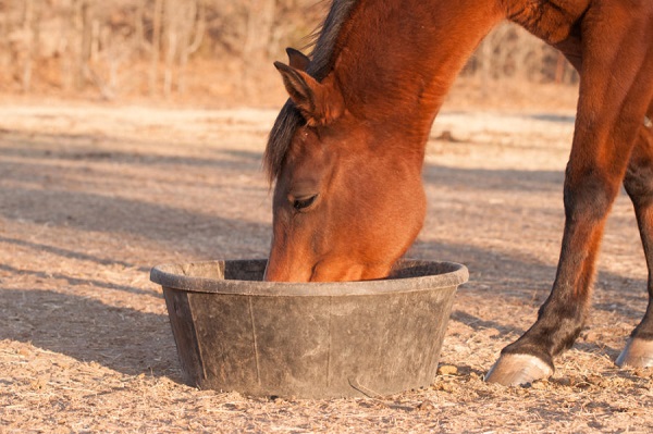 Horse Feed Oats