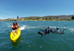 Things to do in Hermanus