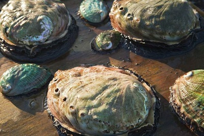 Abalone Farm Hermanus