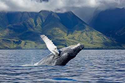 Hermanus