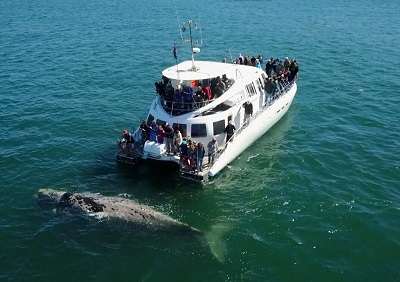 The Complete Whale Watching Guide in Hermanus