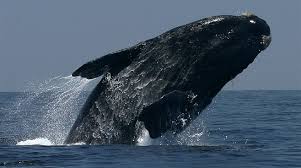 Whale Watching Hermanus - All the information 