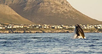 The best places to see whales in Hermanus