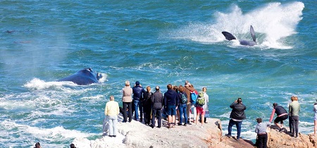 What makes Hermanus Whale Watching so special