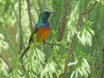 Hermanus Botanical Society Nature's Guardians