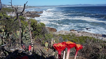 Hermanus Botanical Society Nature's Guardians