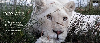 Panthera Africa Preserving Big Cats and Inspiring Conservation