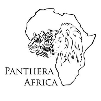 Panthera Africa Preserving Big Cats and Inspiring Conservation