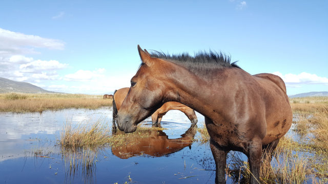 Wild Horses in Fisherhaven