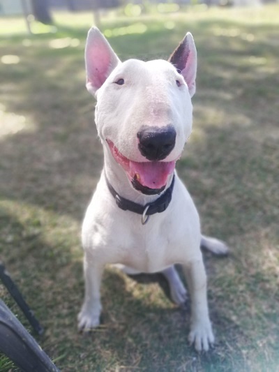 Bull Terriers Rescue and Rehabilitation Hermanus