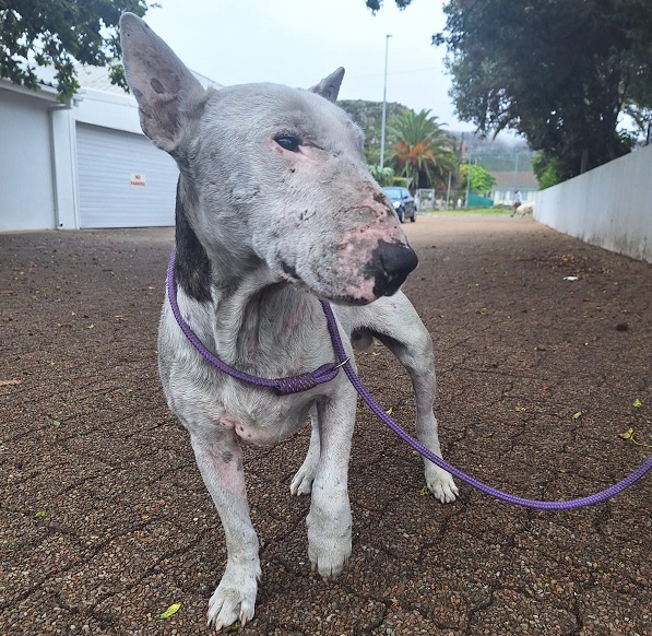 Bull Terriers Rescue and Rehabilitation Hermanus