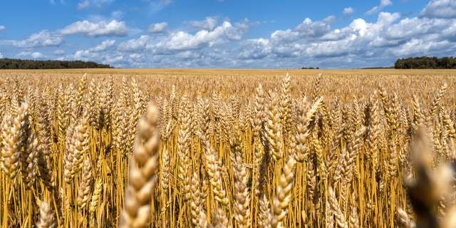 Overberg Farmers Shift to Barley Putting Wheat and Canola at Risk