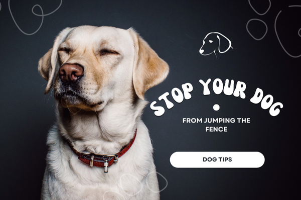 Easy Ways To Stop Your Dog From Jumping Over The Fence