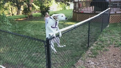 Easy Ways To Stop Your Dog From Jumping Over The Fence
